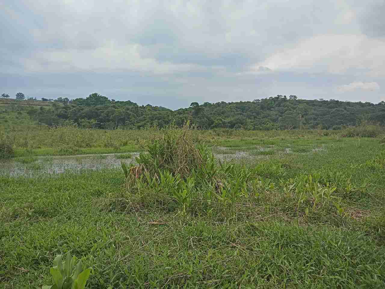 Sítio, 45 hectares - Foto 5