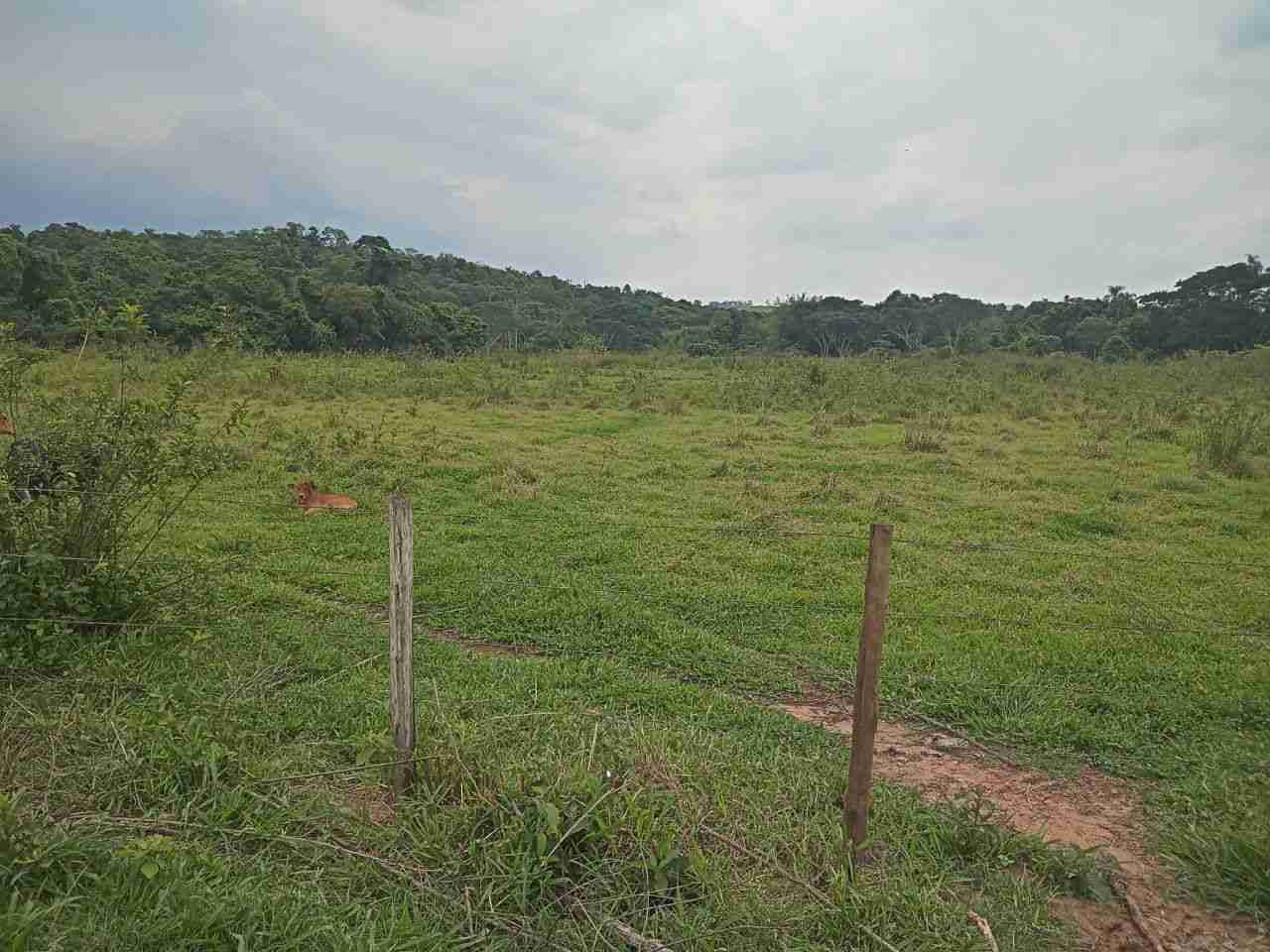 Sítio, 45 hectares - Foto 6