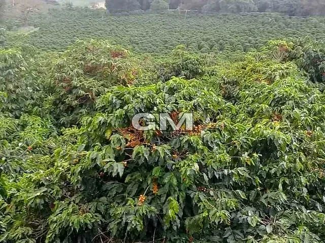 Sítio com 60500m², à venda, no bairro Área Rural de Caconde em Caconde