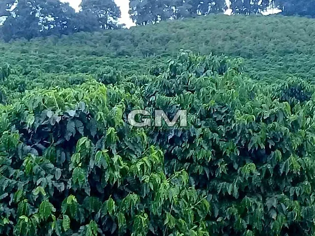 Sítio com 60500m², à venda, no bairro Área Rural de Caconde em Caconde