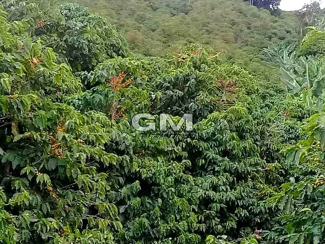Sítio com 60500m², à venda, no bairro Área Rural de Caconde em Caconde