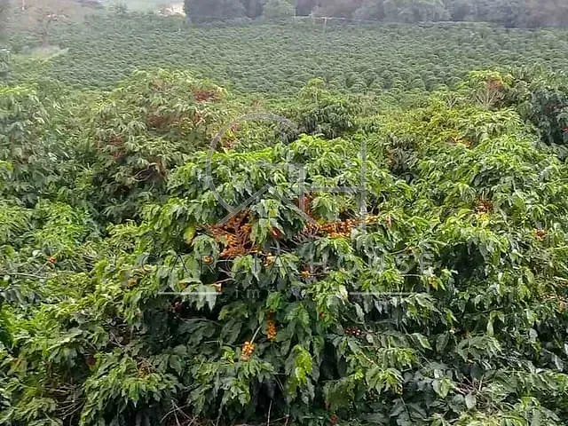 Sítio com 60500m², à venda, no bairro Área Rural de Caconde em Caconde