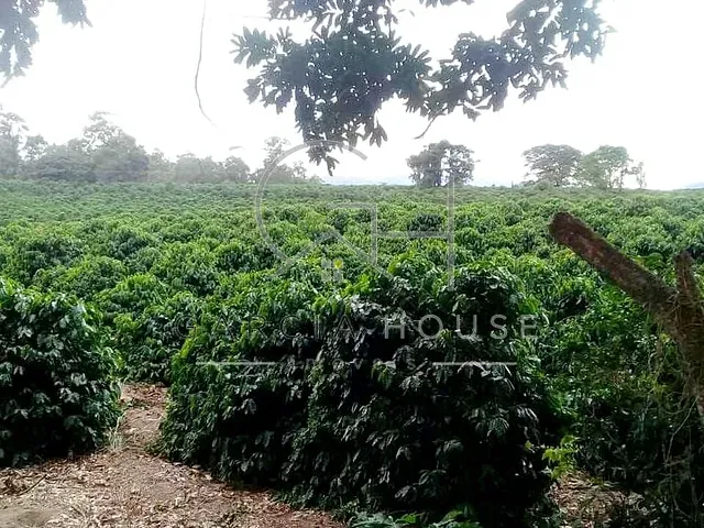 Sítio com 60500m², à venda, no bairro Área Rural de Caconde em Caconde