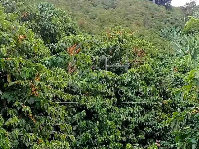 Sítio com 60500m², à venda, no bairro Área Rural de Caconde em Caconde