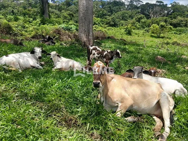 Sítio com 108900m² 3 quartos e 2 banheiros, à venda, no bairro Vila Lambari em Mococa