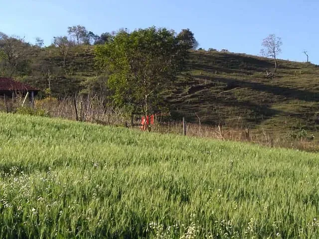 Sítio com 160m² 3 quartos e 2 banheiros, à venda, no bairro Área Rural de Londrina em Londrina