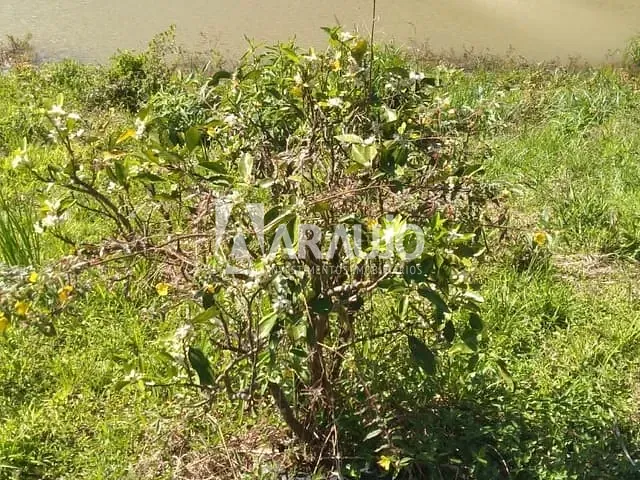 Sítio com 34800m² 2 quartos e 2 banheiros, à venda, no bairro Rio do Meio em Itajaí