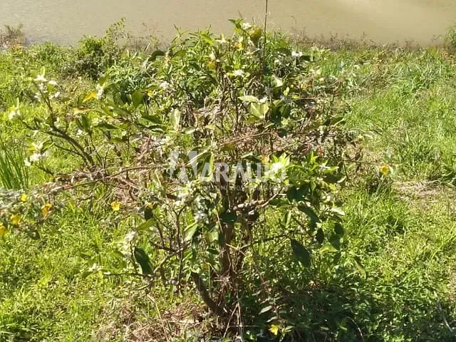 Sítio com 34800m² 2 quartos e 2 banheiros, à venda, no bairro Rio do Meio em Itajaí