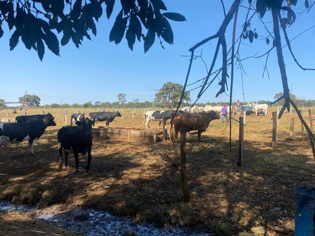 Sítio à venda, Zona rural, Bela Vista de Goiás, GO