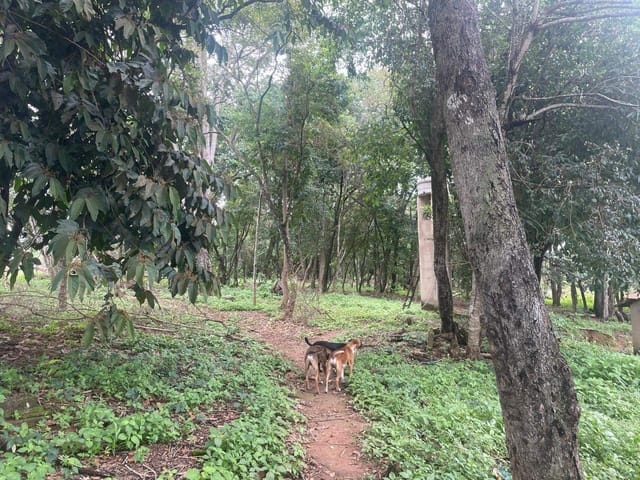 Sítio à venda, Zona rural, Bela Vista de Goiás, GO