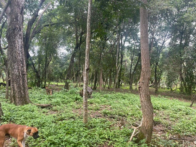 Sítio à venda, Zona rural, Bela Vista de Goiás, GO