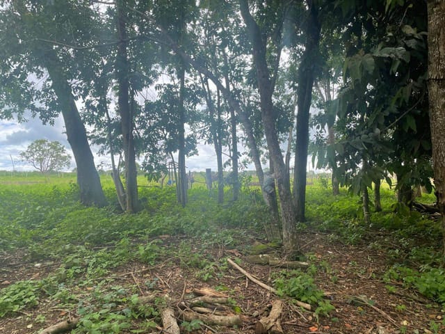 Sítio à venda, Zona rural, Bela Vista de Goiás, GO