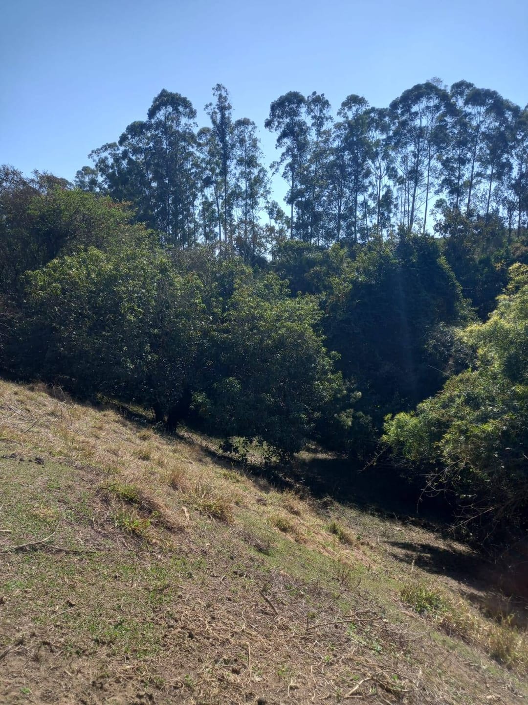 Sítio, 2 quartos, 10 m² - Foto 4