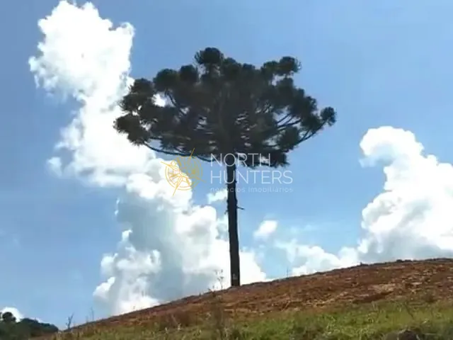 Sítio com 48000m² 2 quartos e 1 banheiro, à venda, no bairro Laranjeiras em Campo Alegre