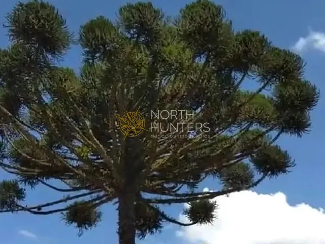 Sítio com 48000m² 2 quartos e 1 banheiro, à venda, no bairro Laranjeiras em Campo Alegre