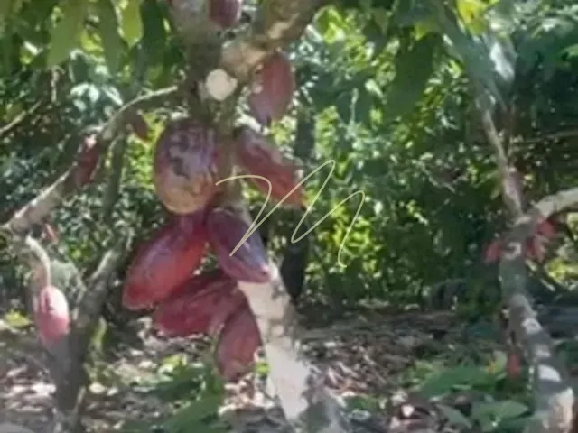 Sítio com 27m² 3 quartos e 3 banheiros, à venda, no bairro Área Rural de Ilhéus em Ilhéus