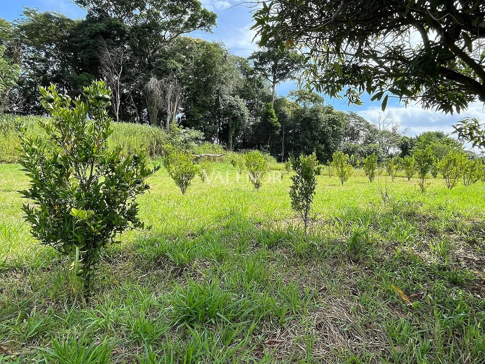 Fazenda, 5 hectares - Foto 20