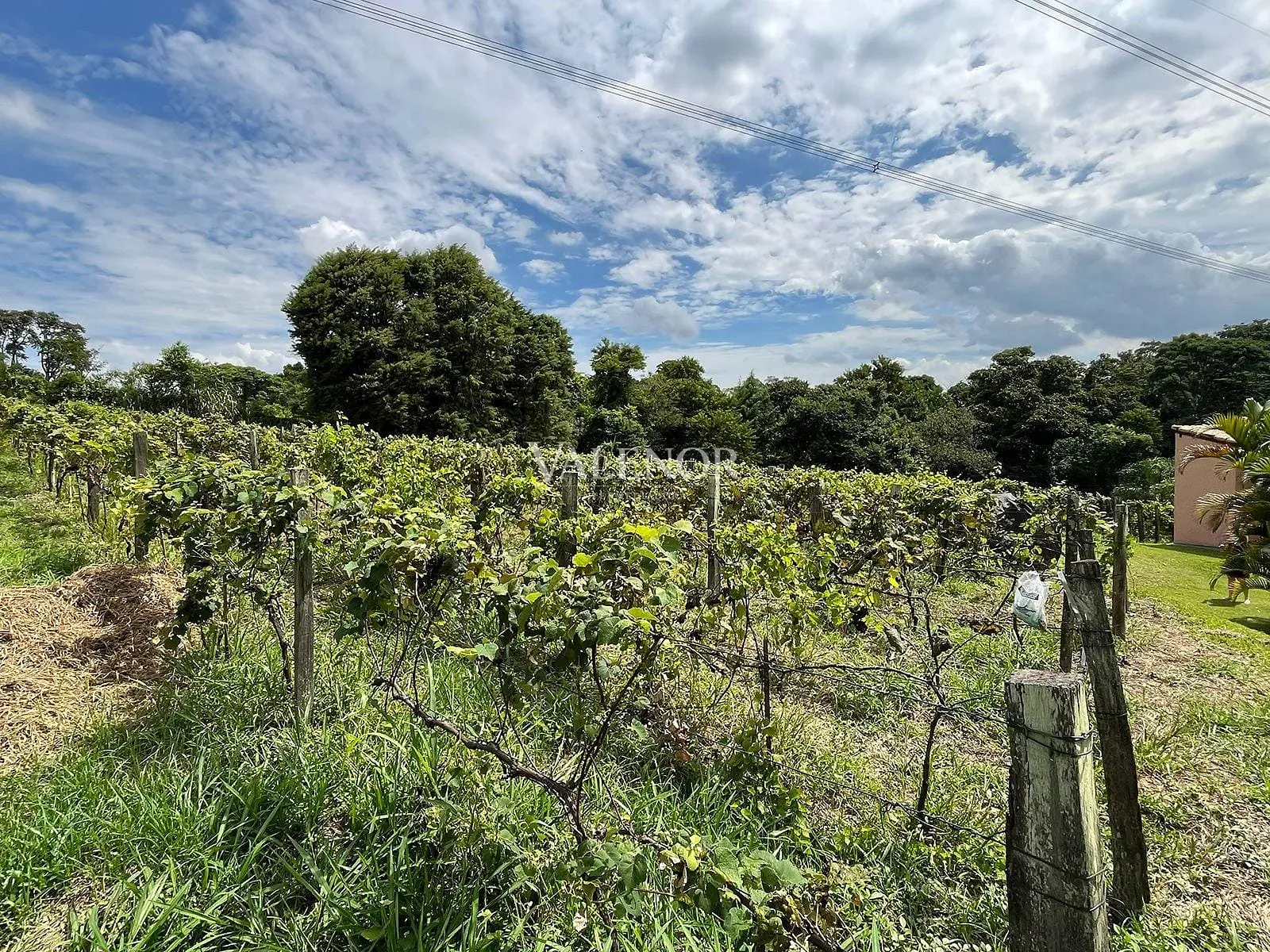 Fazenda, 5 hectares - Foto 21