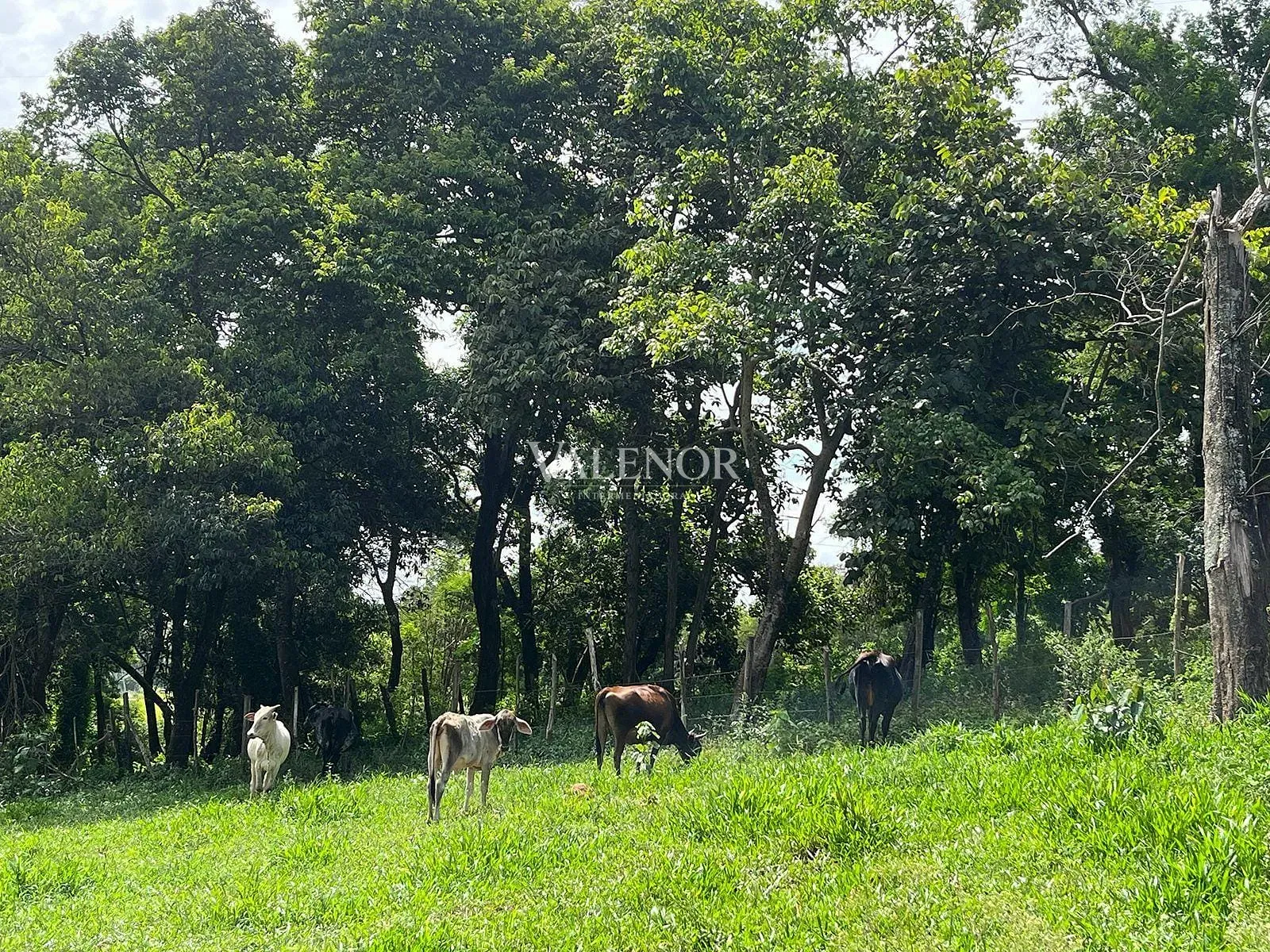 Fazenda, 5 hectares - Foto 26