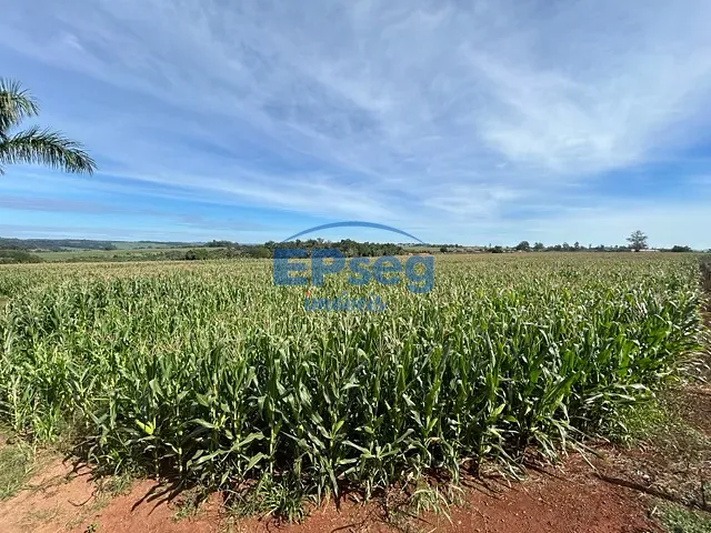 Sítio com 245670m² 8 quartos e 5 banheiros, à venda, no bairro Patrimônio Espírito Santo em Londrina