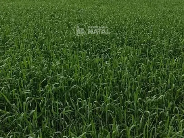 Sítio com 146400m² 1 quarto e 1 banheiro, à venda, no bairro Centro em Tamarana