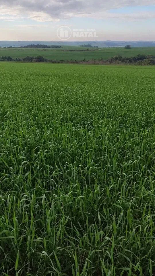 Fazenda, 15 hectares - Foto 1