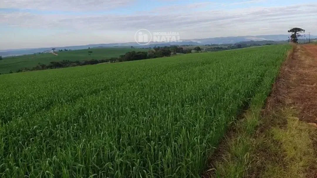 Fazenda, 15 hectares - Foto 4