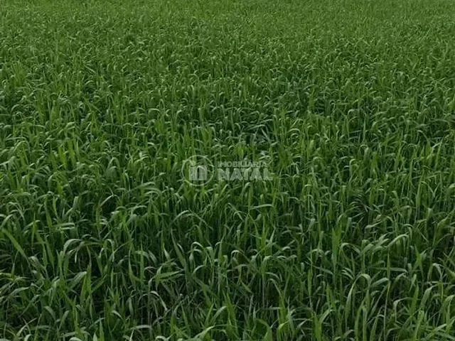 Sítio com 146400m² 1 quarto e 1 banheiro, à venda, no bairro Centro em Tamarana