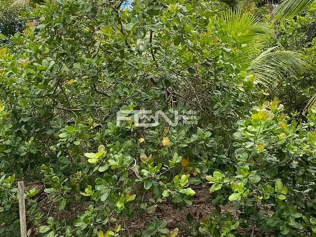 Sítio com 10000m² 4 quartos e 1 banheiro, à venda, no bairro Pitanga de palmares em Simões Filho