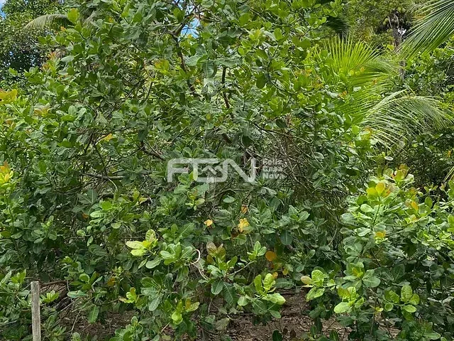 Sítio com 10000m² 4 quartos e 1 banheiro, à venda, no bairro Pitanga de palmares em Simões Filho