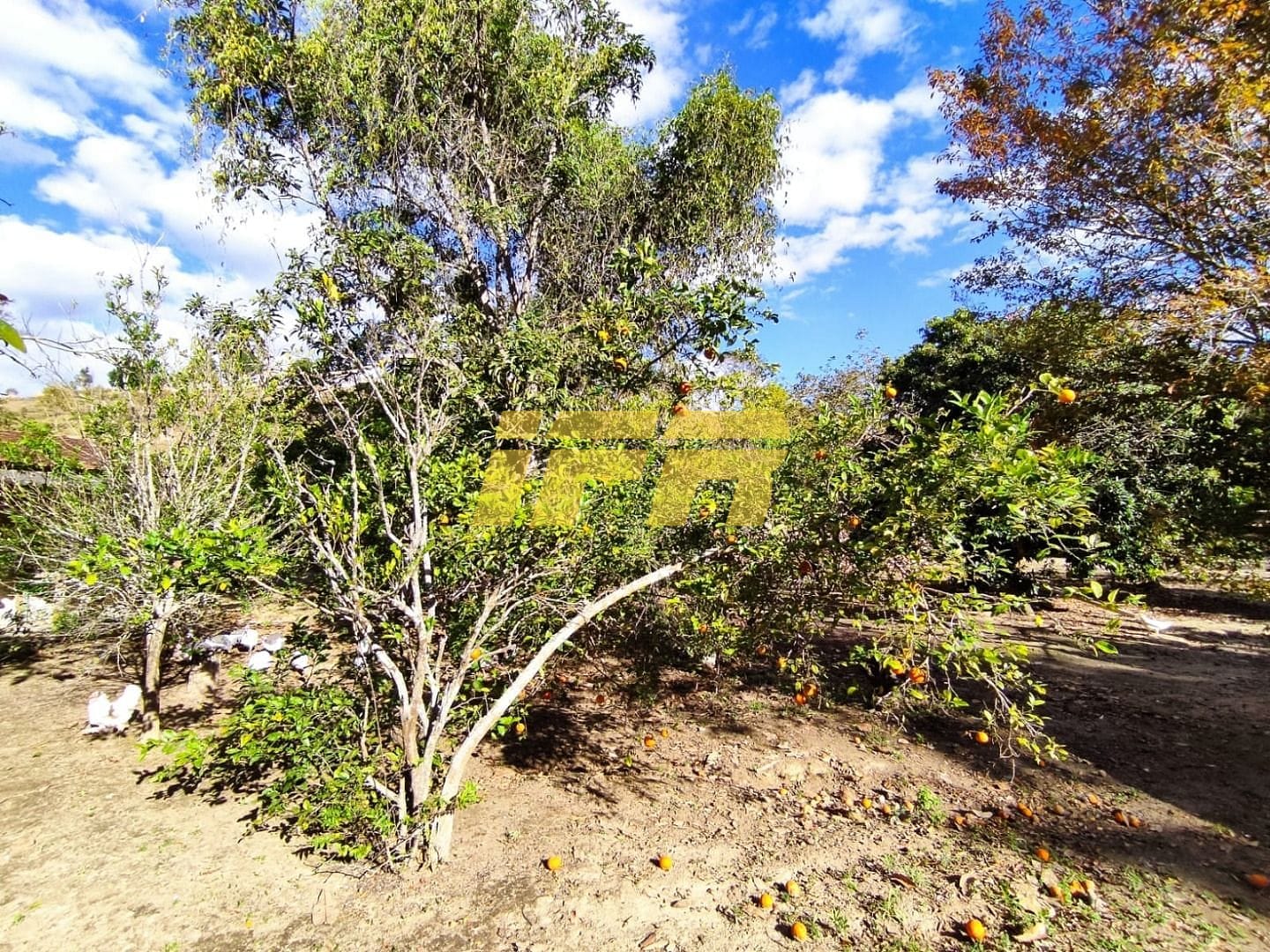 Sítio, 3 quartos, 7 hectares - Foto 37