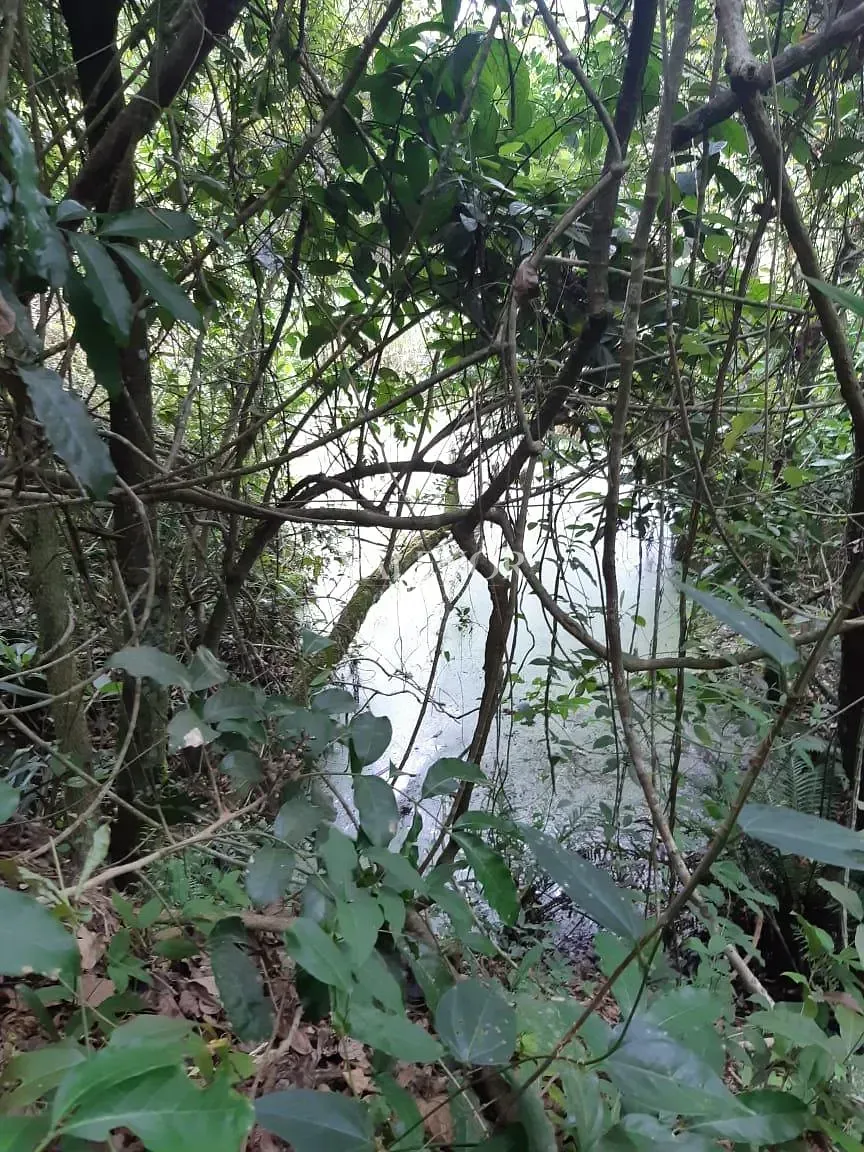 Fazenda, 4 hectares - Foto 18