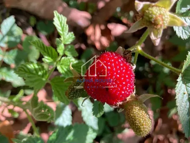 Sítio com 1m² 1 quarto e 1 banheiro, à venda, no bairro Jardim Novo Horizonte em Lorena