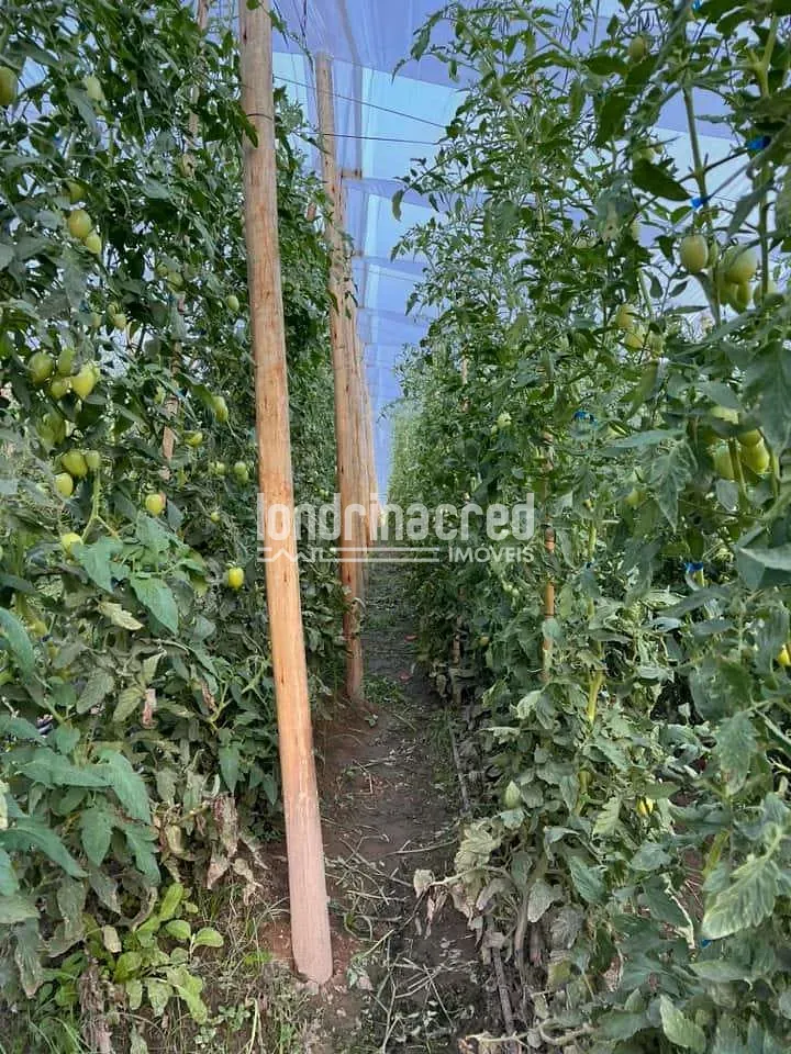 Fazenda, 8 hectares - Foto 18