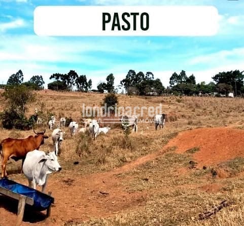 Fazenda, 12 hectares - Foto 3