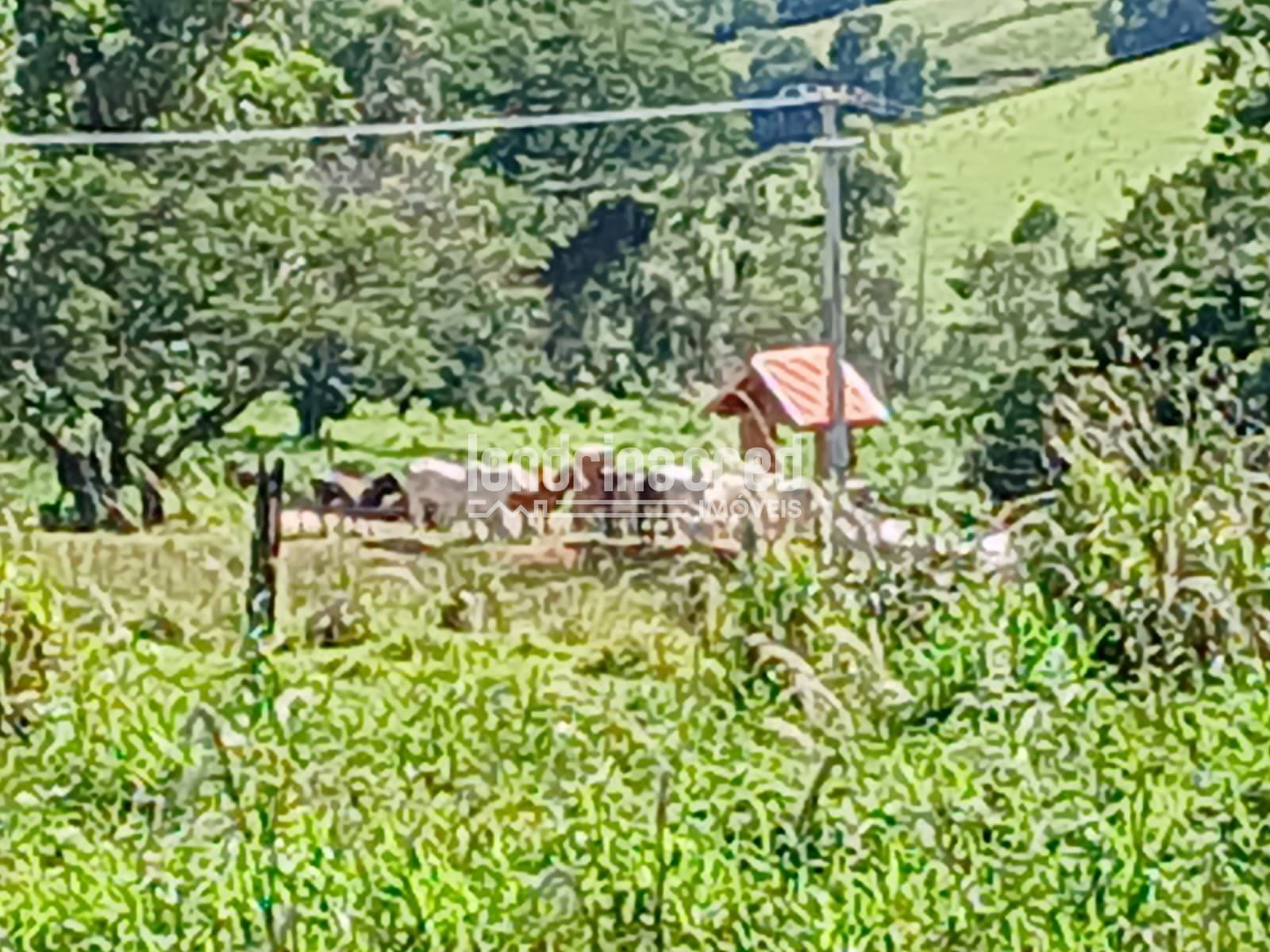 Fazenda, 12 hectares - Foto 8