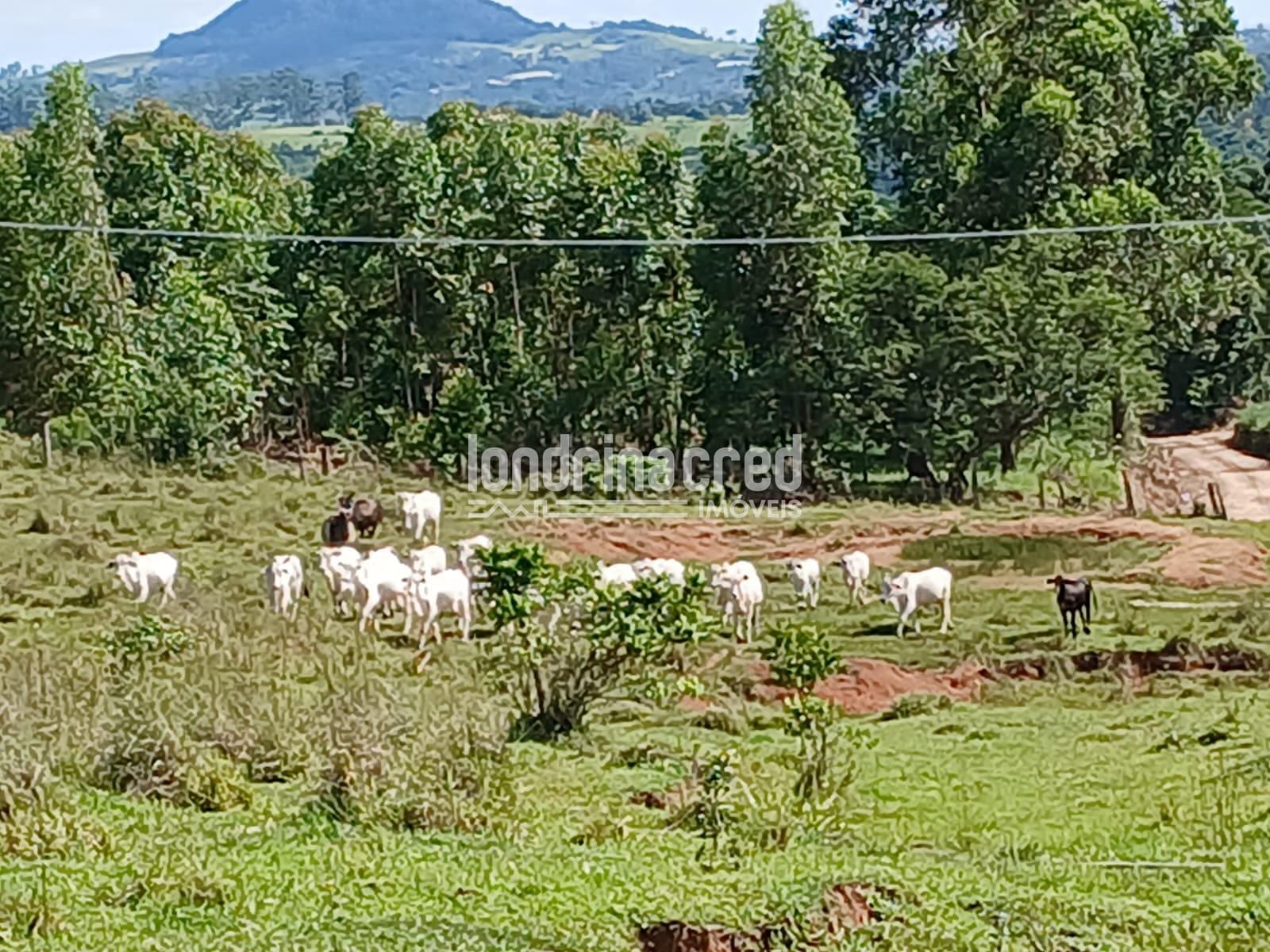 Fazenda, 12 hectares - Foto 12
