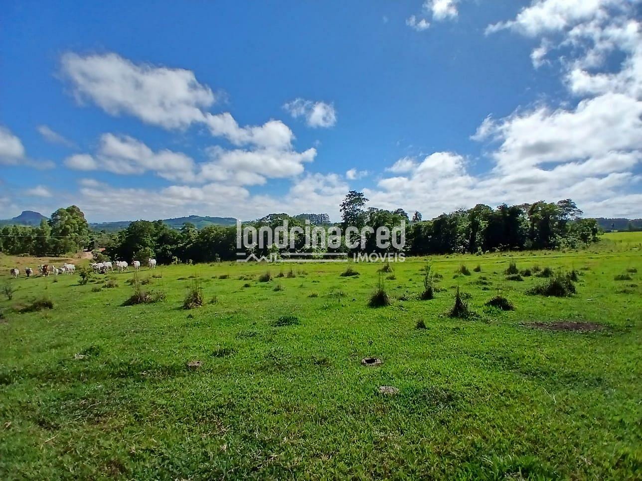 Fazenda, 12 hectares - Foto 13
