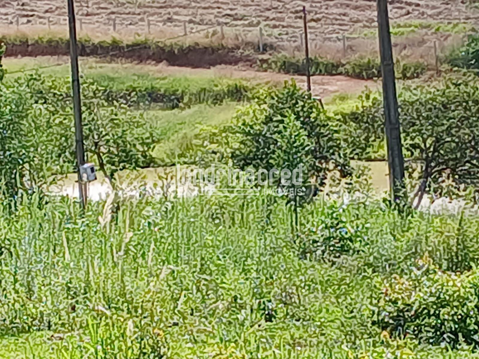Fazenda, 12 hectares - Foto 20