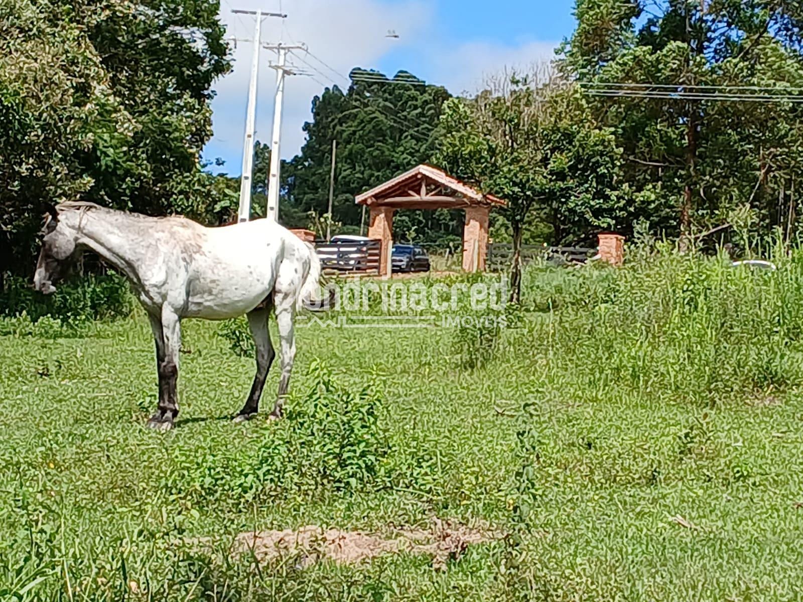 Fazenda, 12 hectares - Foto 25