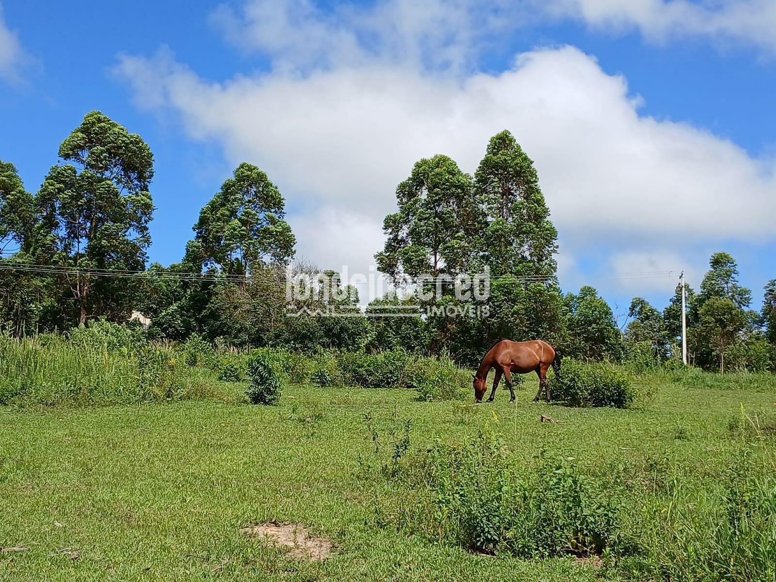 Fazenda, 12 hectares - Foto 26