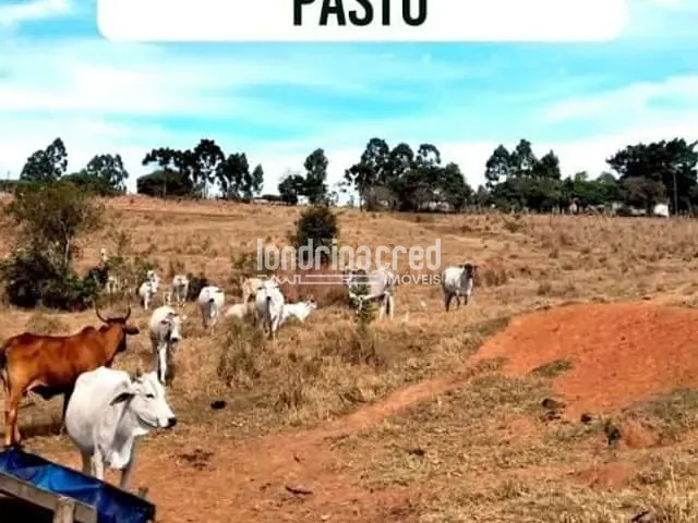 Sítio com 115000m², à venda, no bairro Flamenguinho em Ibaiti