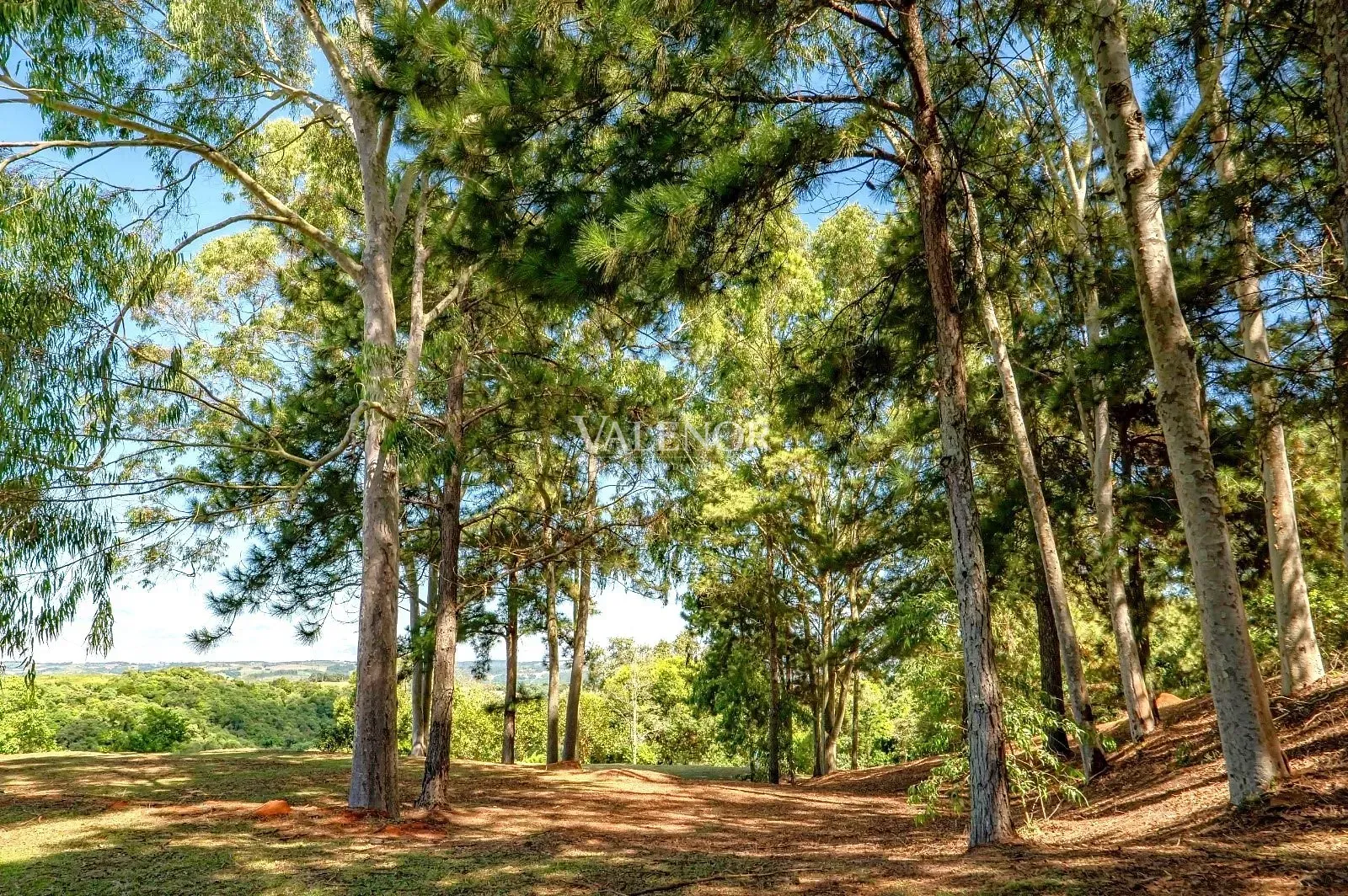 Fazenda, 11 hectares - Foto 21