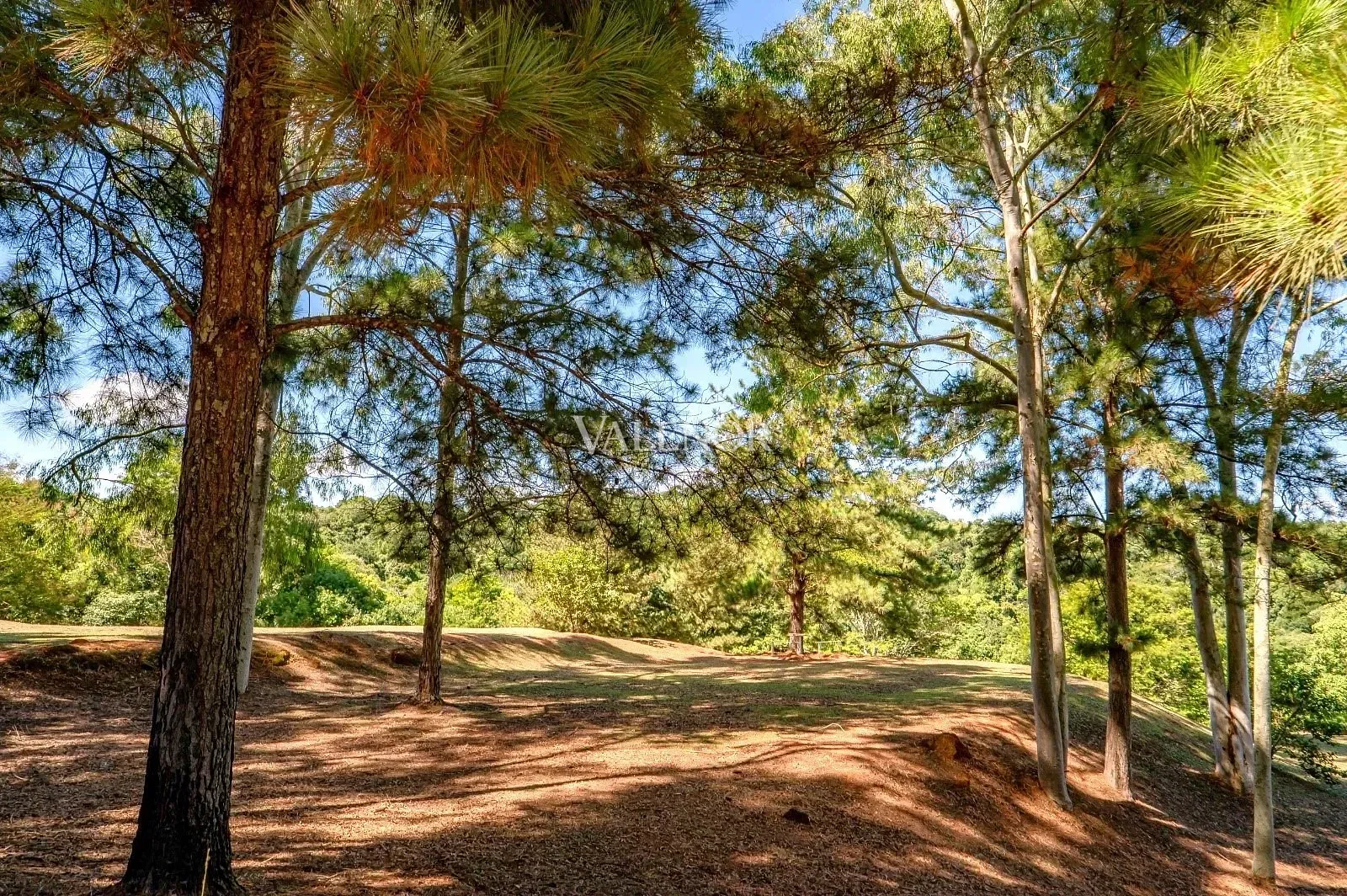Fazenda, 11 hectares - Foto 32