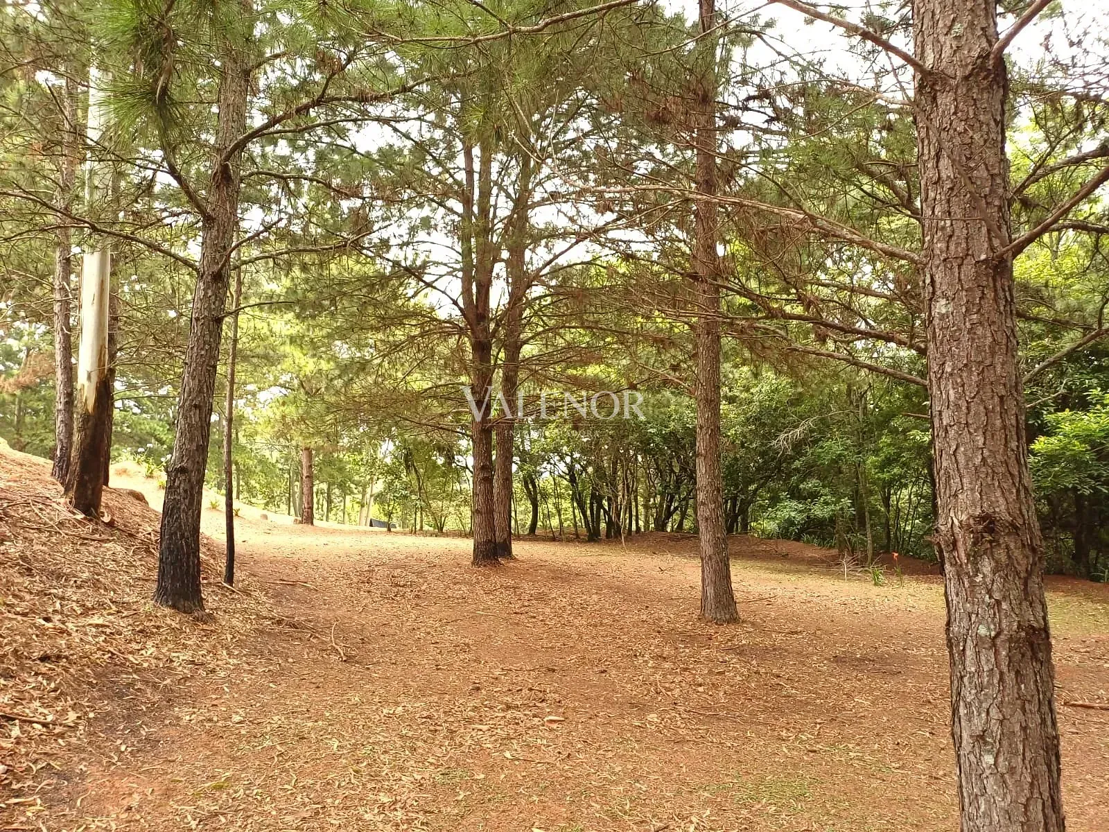 Fazenda, 11 hectares - Foto 37