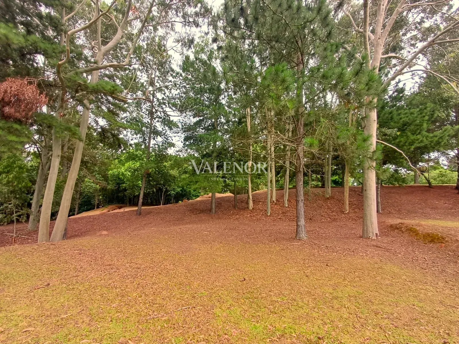 Fazenda, 11 hectares - Foto 35