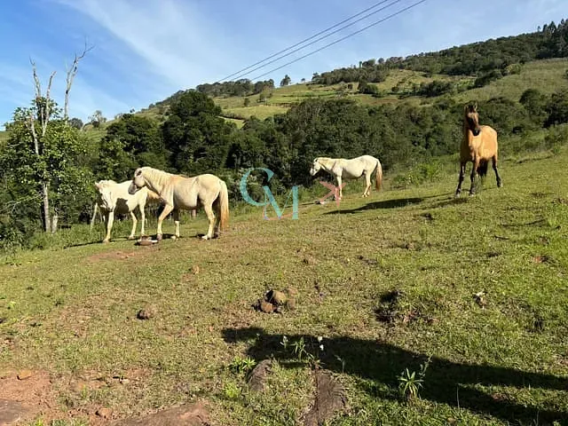 Sítio com 96800m², à venda, no bairro interior em Faxinal dos Guedes