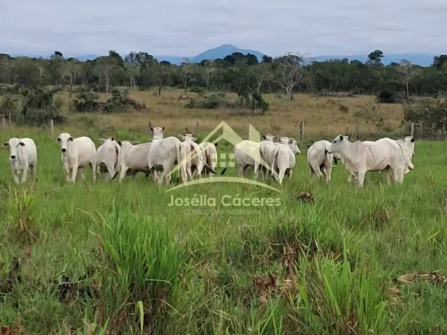 Sítio com 250000m² 2 quartos e 1 banheiro, à venda, no bairro Centro-Norte em Cuiabá