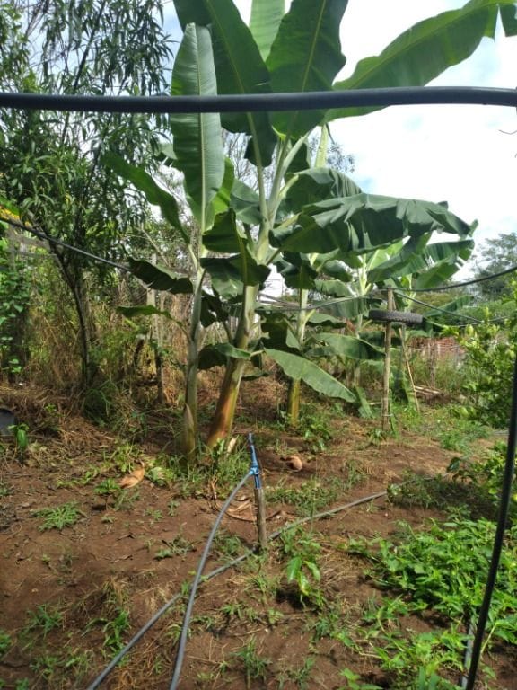 Rural / Chácara no Paulinho Paixão — foto 10