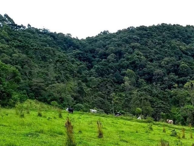 Sítio com 338800m², à venda, no bairro Serra dos Rodrigues  em Cambuí